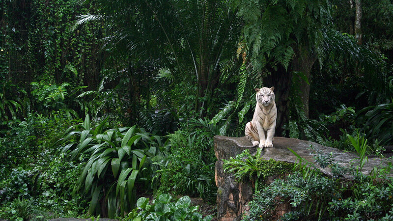 White Tiger on Rock — Green, Natural