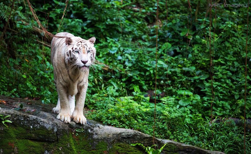 White Tiger on Rock — Green