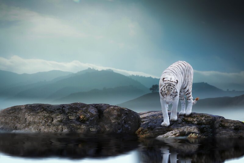 White Tiger on Rock — Serene