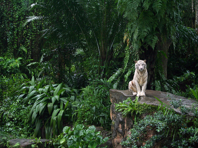 White Tiger on Rock