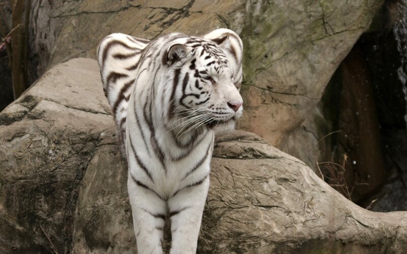 white tiger on rocky terrain