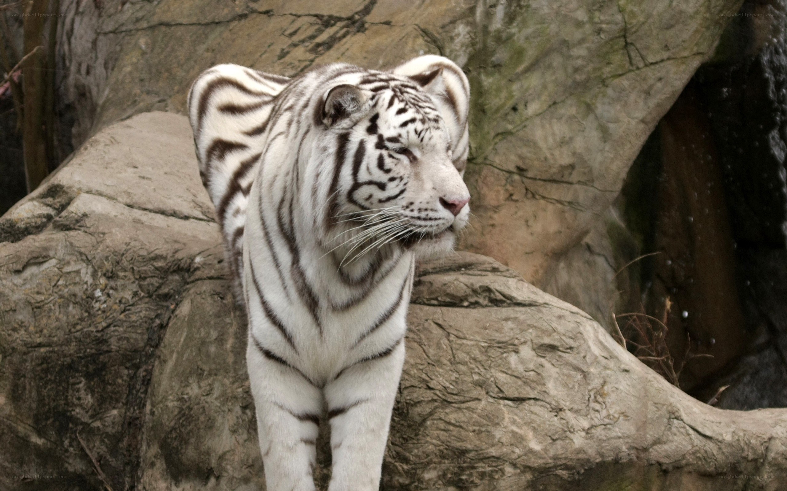 white tiger on rocky terrain