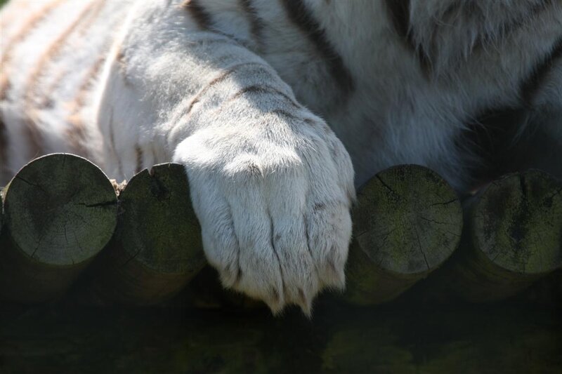 White tiger paw on logs