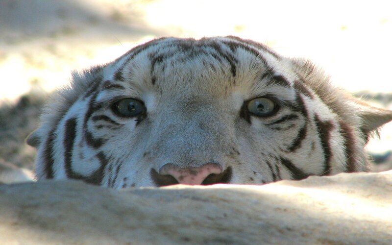 white tiger peeking over rock