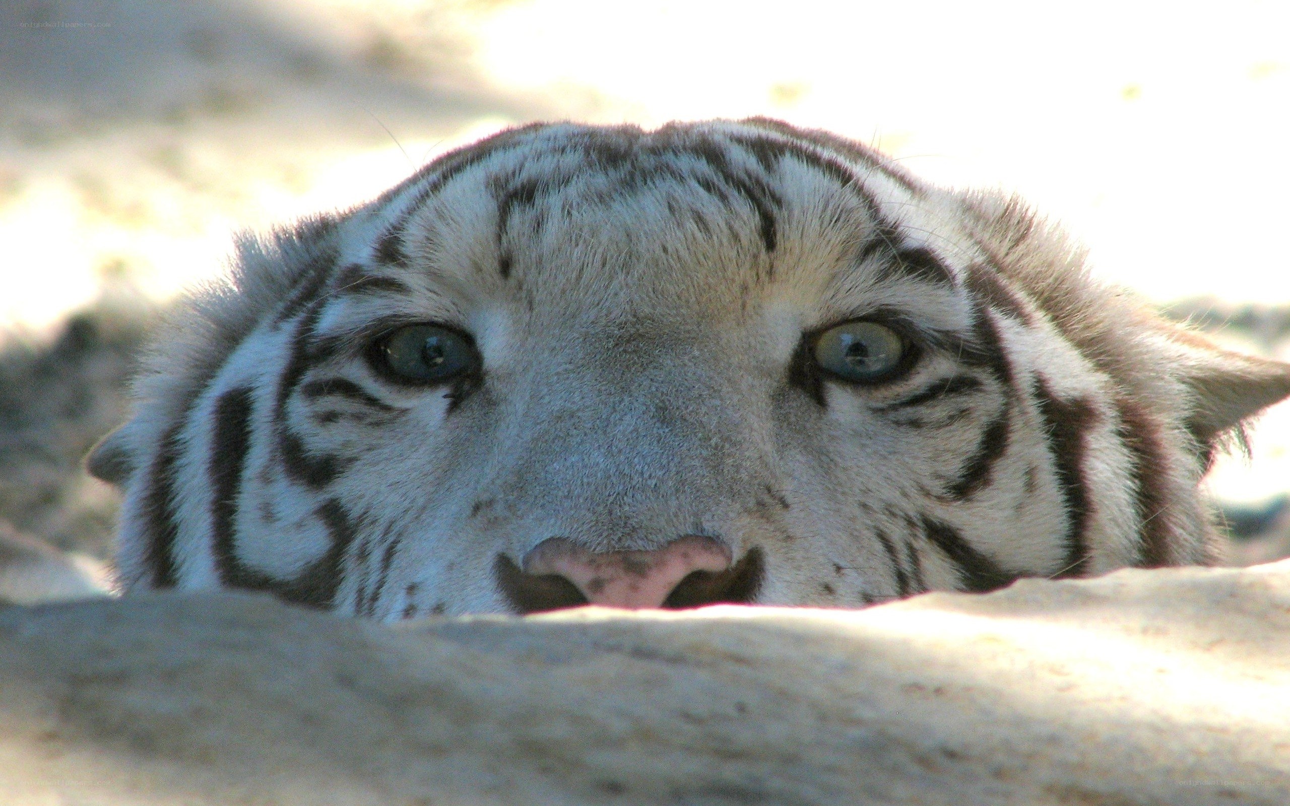 white tiger peeking over rock