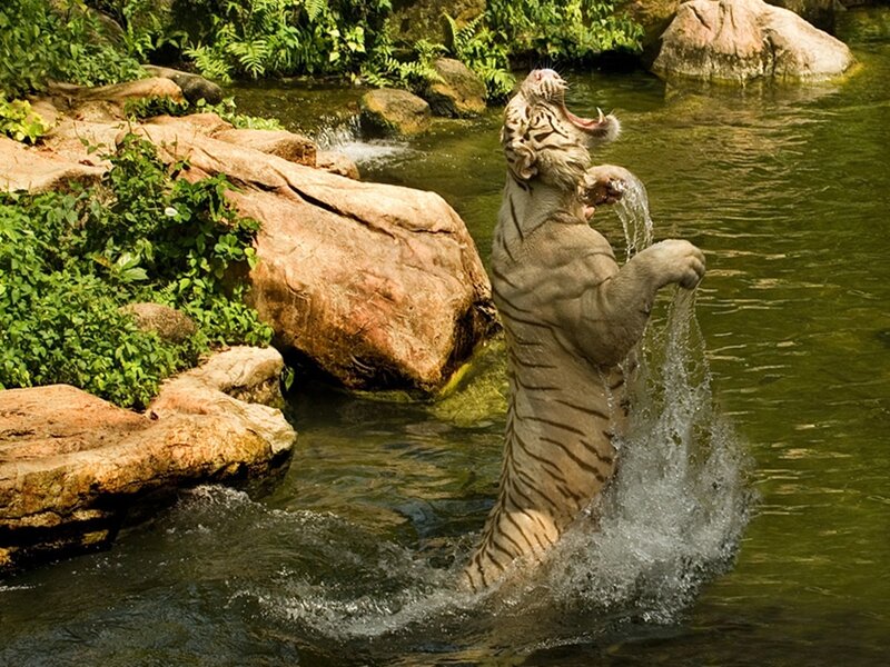 White tiger playing in water