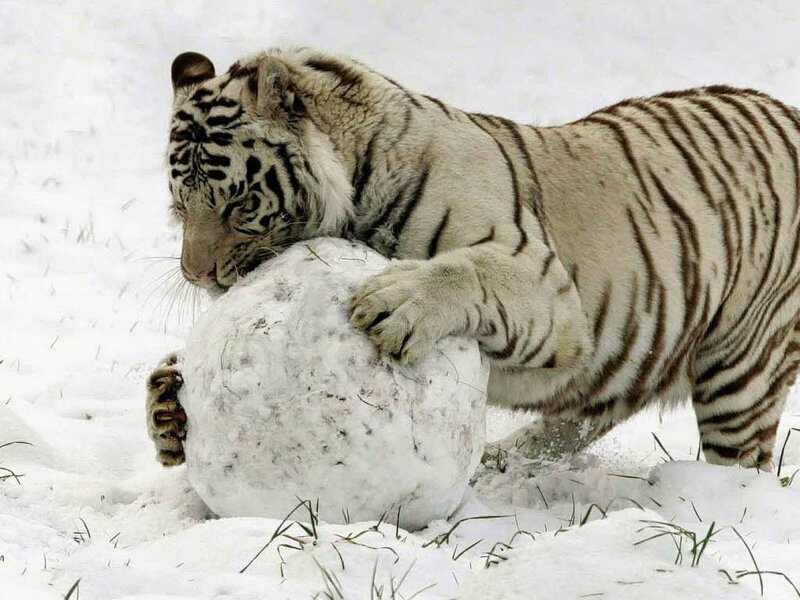 White Tiger Playing with Snowball