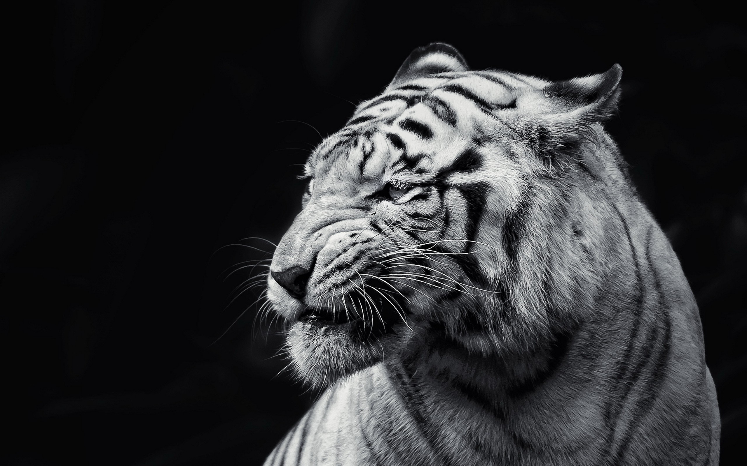 white tiger portrait