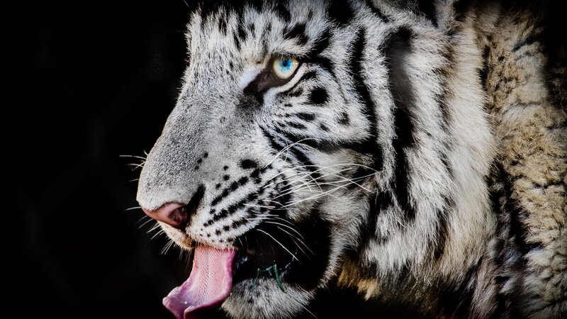 white tiger portrait