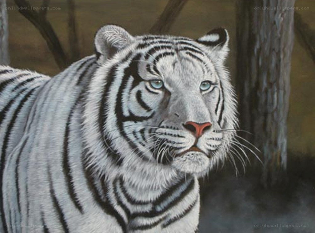 white tiger portrait