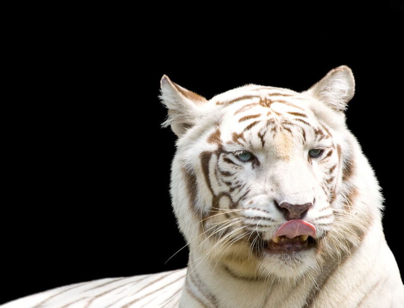 white tiger portrait