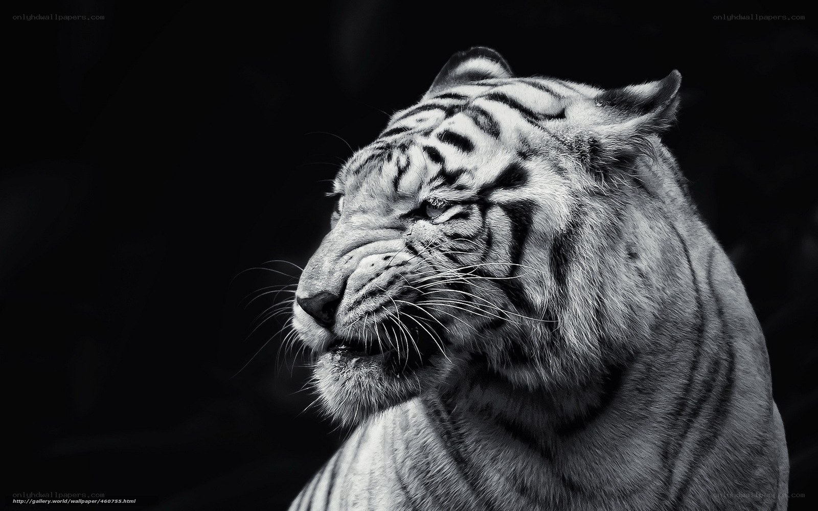 White tiger portrait