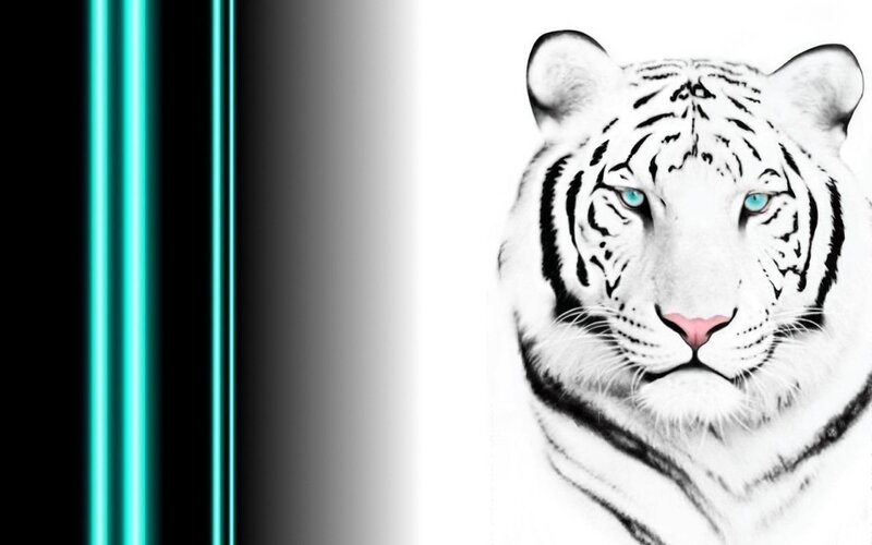 white tiger portrait