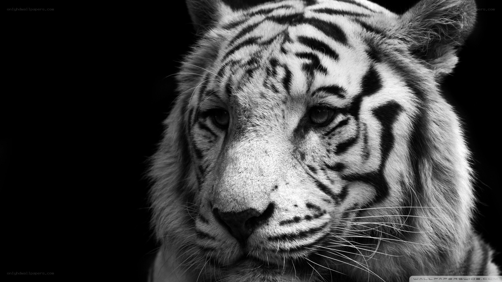 white tiger portrait
