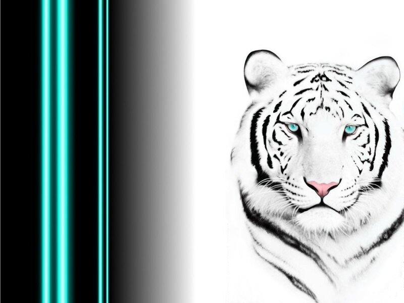 White Tiger Portrait — Black, Dramatic, Digital Art, Blue Eyes