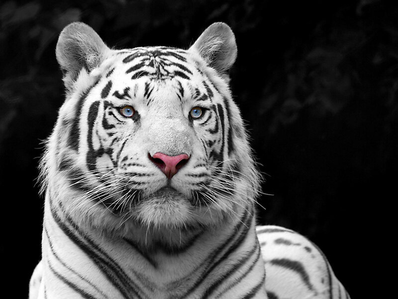 White Tiger Portrait — Black, Dramatic, Photograph