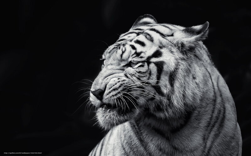 White Tiger Portrait — Black, Dramatic
