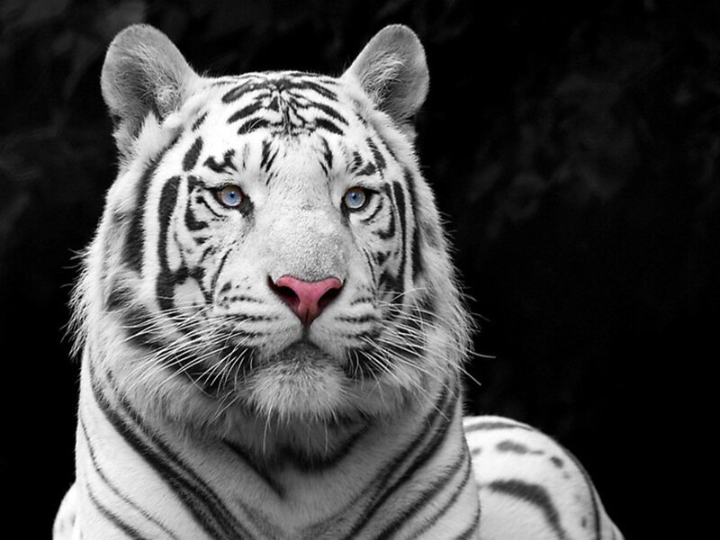 White Tiger Portrait — Black, Intense