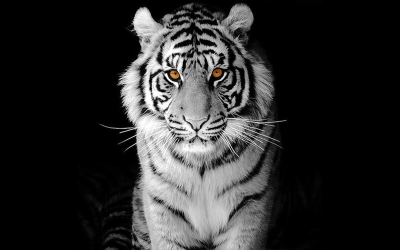 White Tiger Portrait — Black