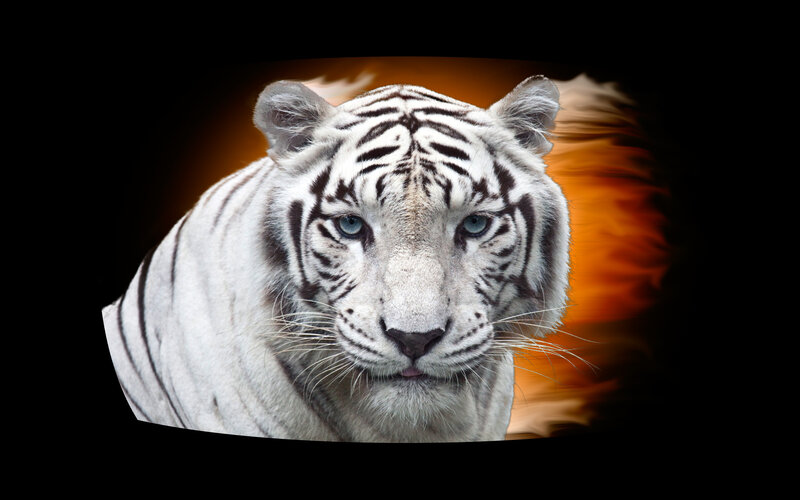 White Tiger Portrait — Dramatic
