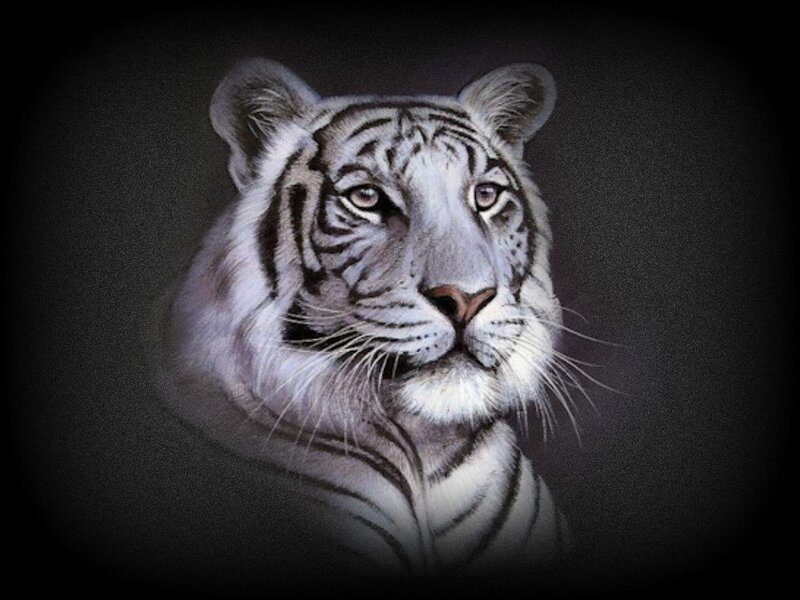 White Tiger Portrait — Gray