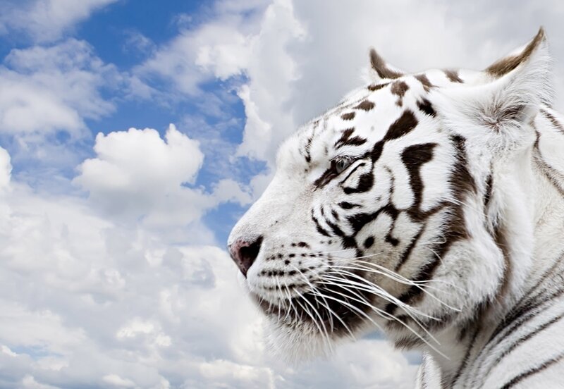 White Tiger Profile — Dramatic