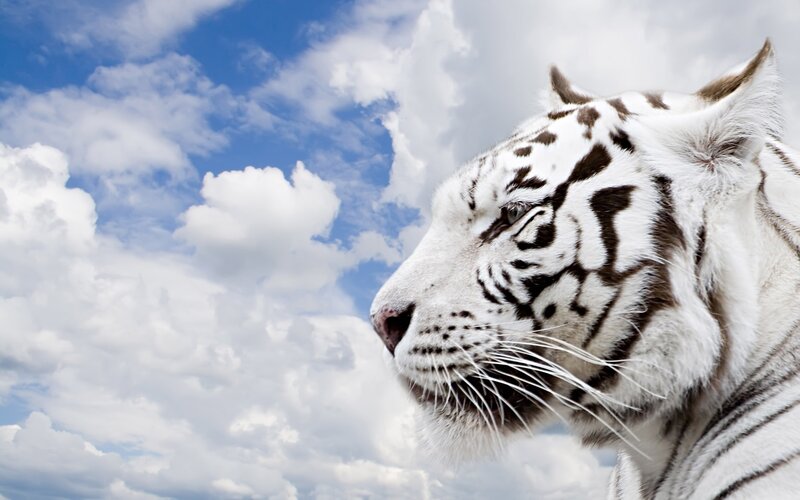 White Tiger Profile
