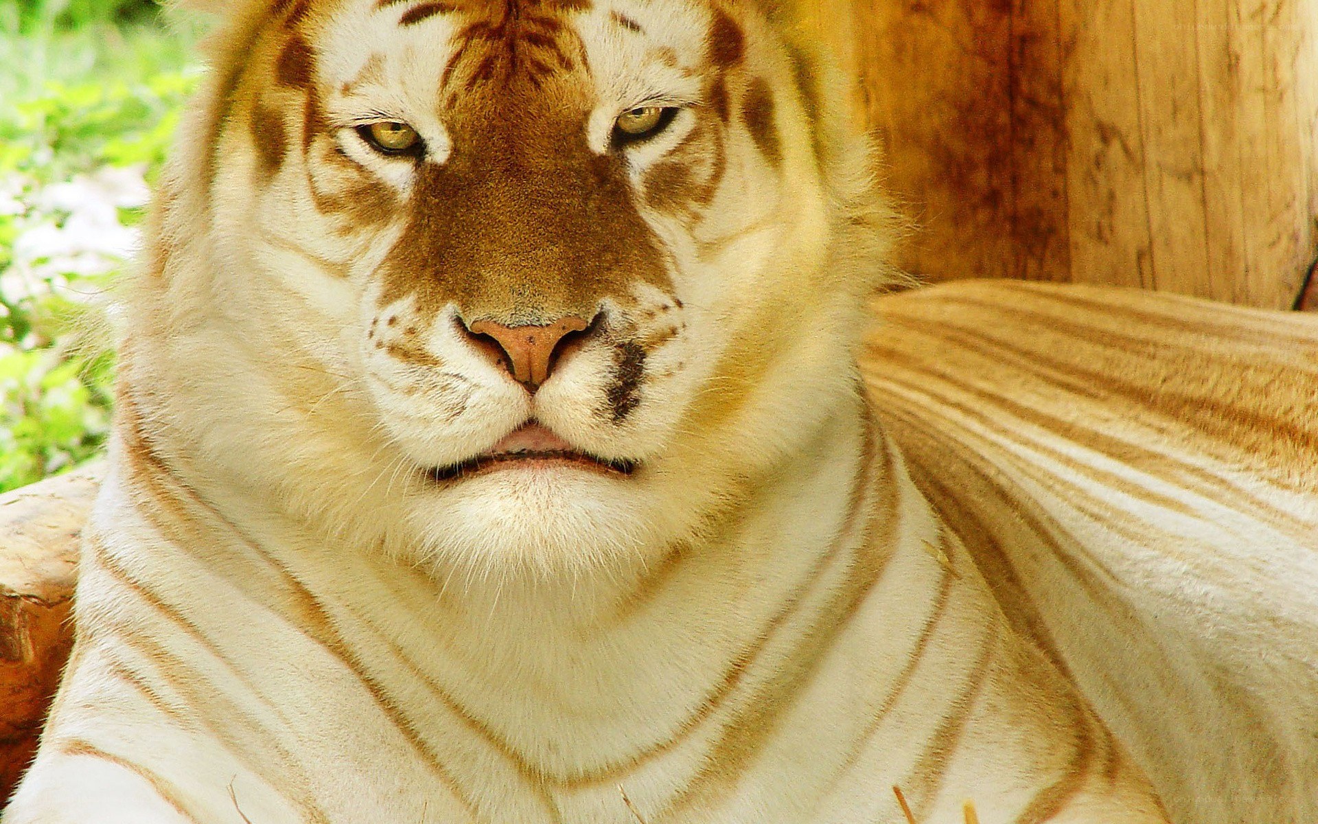 white tiger resting