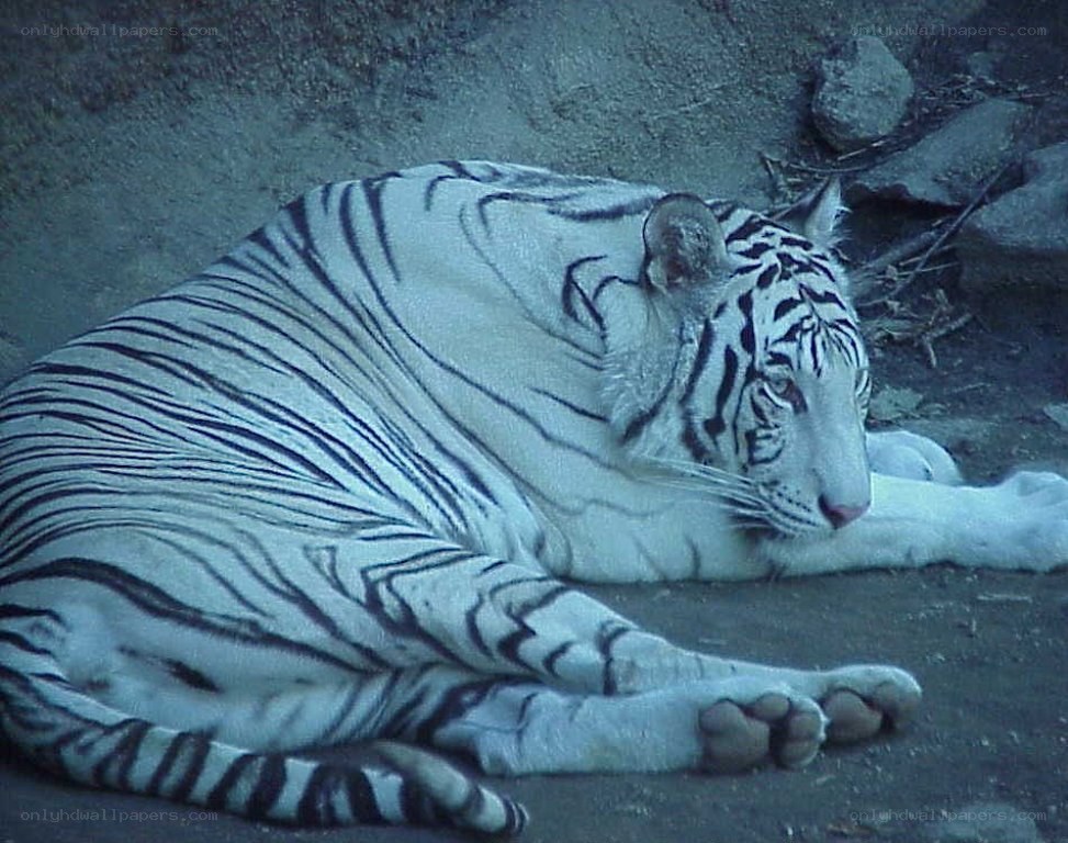 white tiger resting