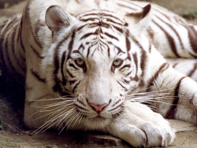 white tiger resting