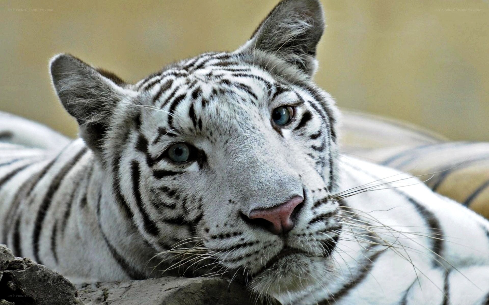 white tiger resting