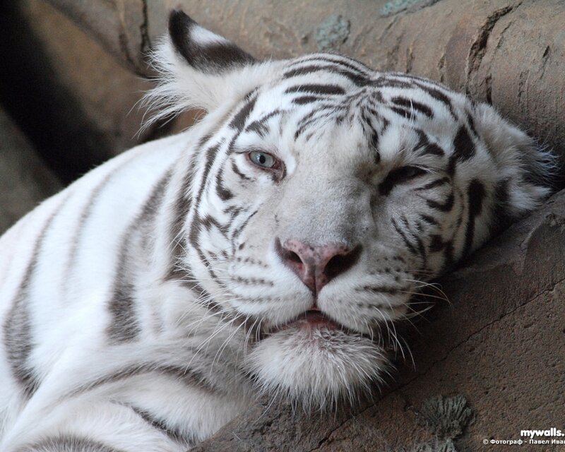 white tiger resting