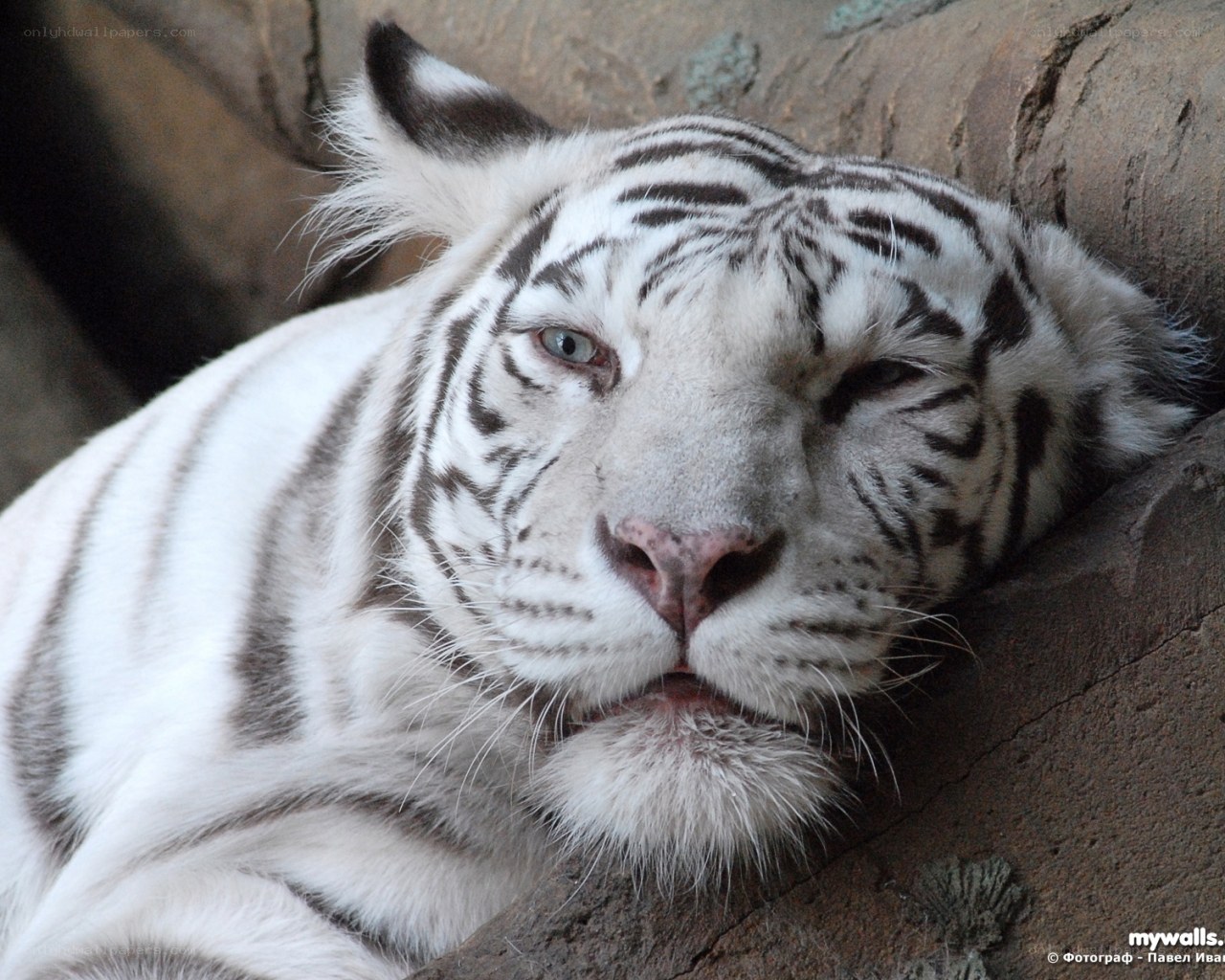 white tiger resting