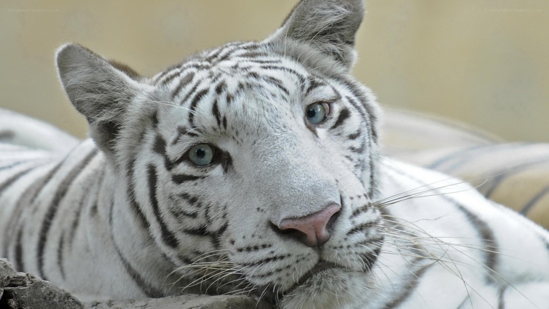 white tiger resting