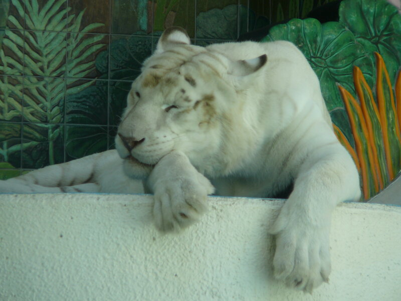 white tiger resting