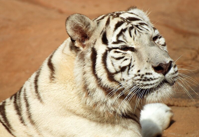 white tiger resting