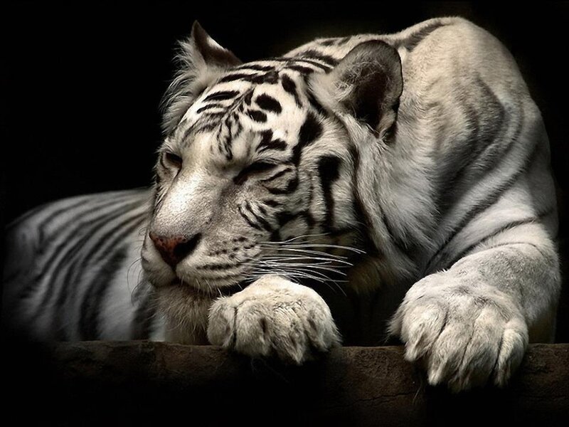 White Tiger Resting — Black, Calm, Photograph, Paws