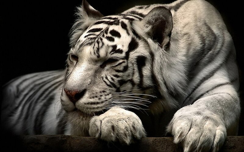White Tiger Resting — Black, Calm, Photograph