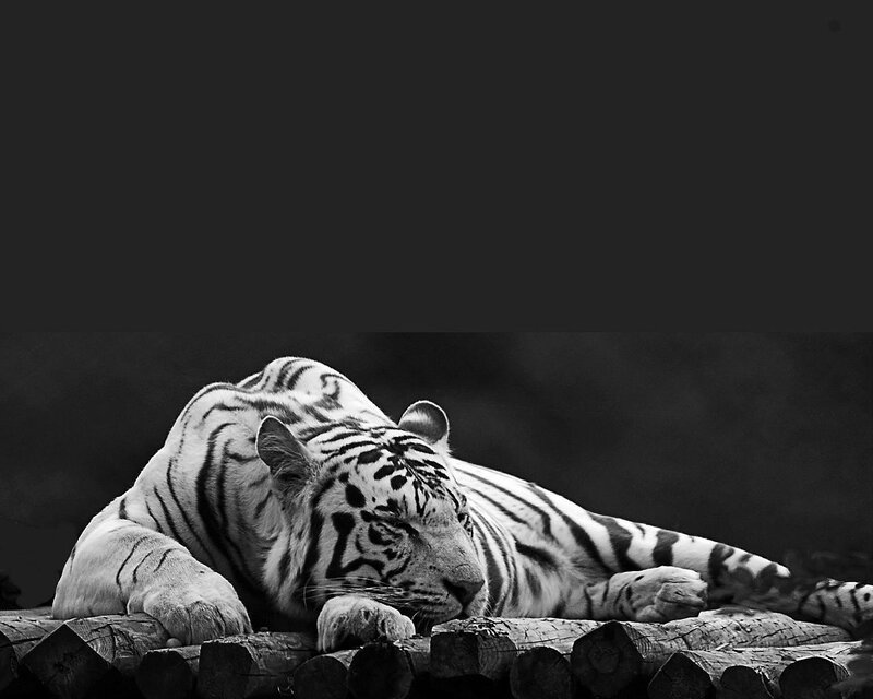 White Tiger Resting — Black, Calm