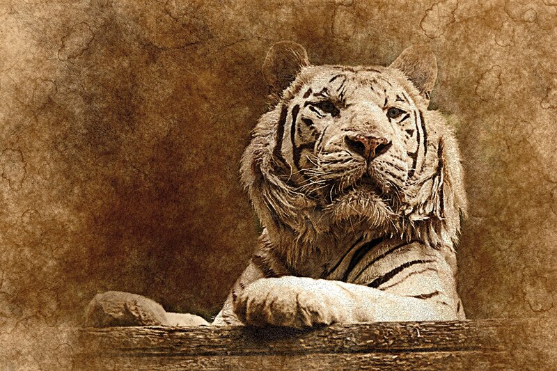 White Tiger Resting — Brown
