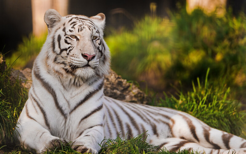 White Tiger Resting — Calm, Afternoon, Photograph, Grass, Rock