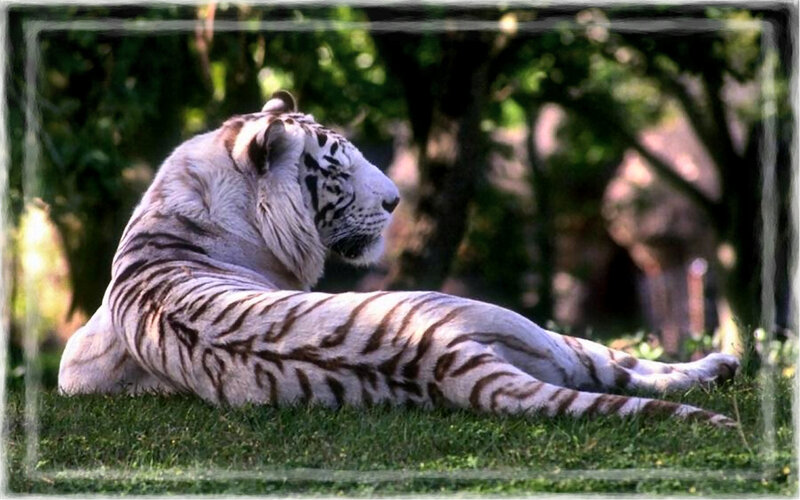 White Tiger Resting — Calm, Afternoon, Photograph, Grass