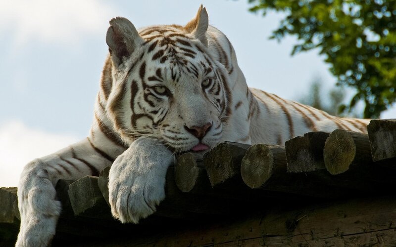 White Tiger Resting — Calm, Afternoon, Photograph, Log Structure