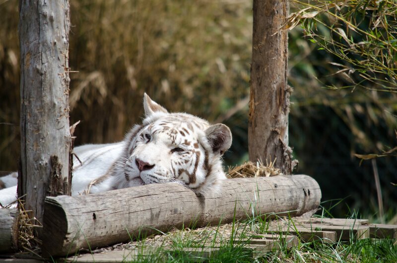 White Tiger Resting — Calm, Afternoon, Photograph, Log