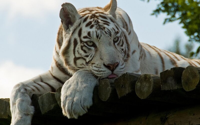 White Tiger Resting — Calm, Afternoon, Photograph, Logs