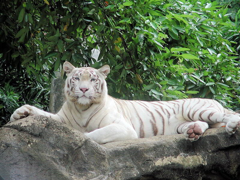 White Tiger Resting — Calm, Afternoon, Photograph, Rock