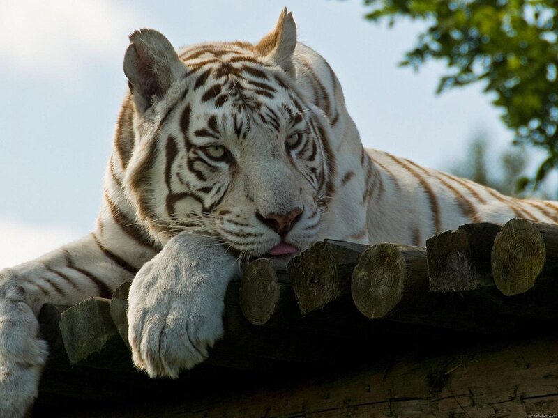 White Tiger Resting — Calm, Afternoon, Photograph