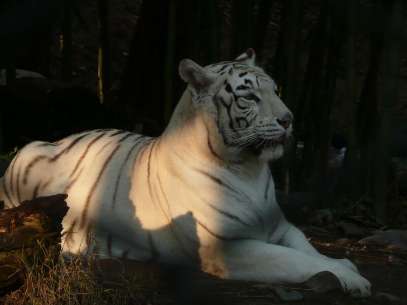 White Tiger Resting — Calm, Afternoon