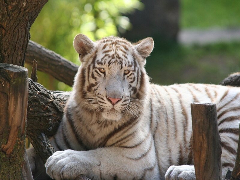 White Tiger Resting — Calm, Daytime