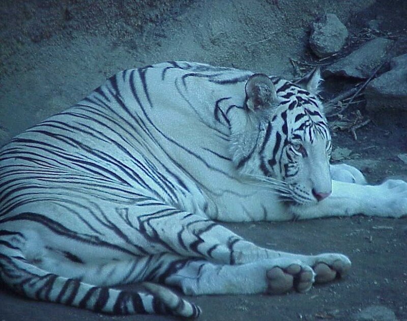 White Tiger Resting — Calm, Night